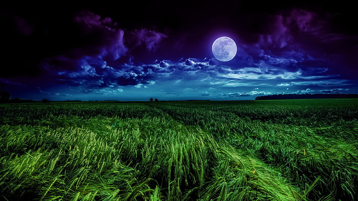 gandum, malam musim panas, kegelapan, bulan, sinar bulan, malam, lanskap, horison, langit malam, langit, ladang gandum, ladang gandum, rumput, ladang, bulan purnama, alam, padang rumput, Wallpaper HD
