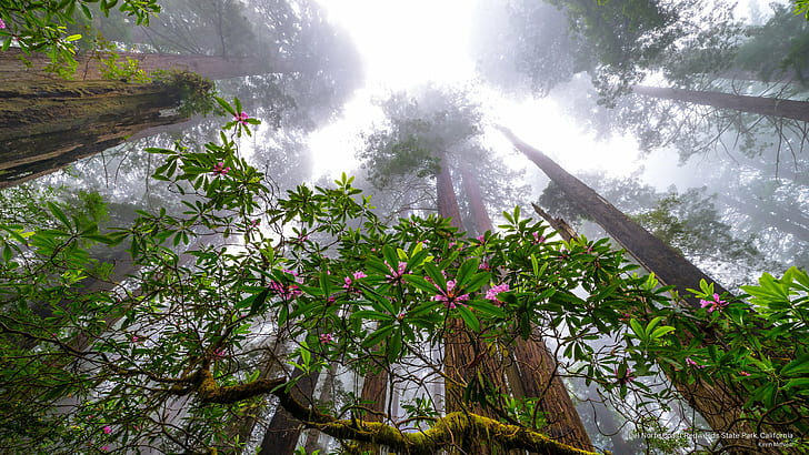 Taman Redwoods Del Norte Coast, California, Alam, Wallpaper HD