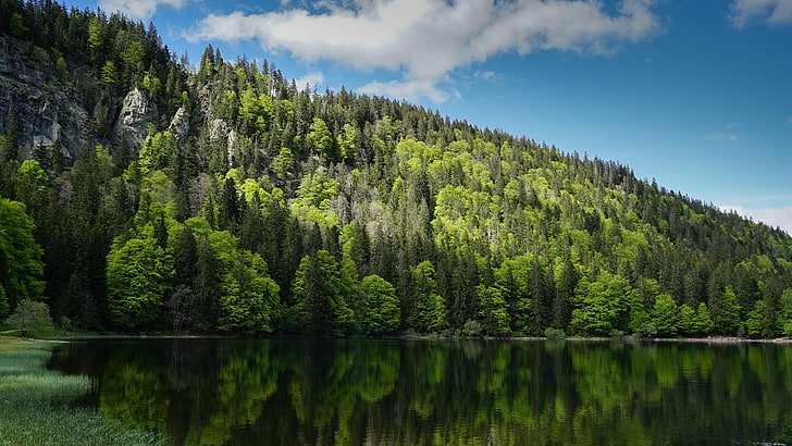 forest, hillside, wilderness, reflection, green nature, mountain lake, vegetation, lake, HD wallpaper