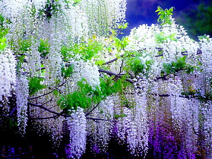 Цветы, глициния, земля, цветок, фиолетовый цветок, белый цветок, HD обои HD wallpaper