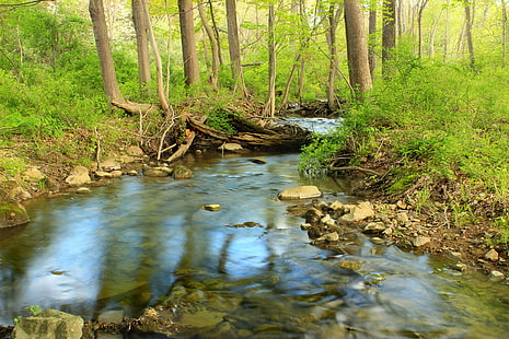 แม่น้ำที่เงียบสงบล้อมรอบด้วยต้นไม้และหญ้าในเวลากลางวัน, ริมลำธาร, เดินป่า, ความสงบ, แม่น้ำ, ต้นไม้, หญ้า, ตอนกลางวัน, นิวเจอร์ซีย์, วอร์เรนเคาน์ตี้, เขตการปกครองอิสระ, ฟาร์มเก่า, เขตรักษาพันธุ์ฟาร์ม, เบคอน, รัน, New Jersey Audubon Society, เดินป่า, ห้วย, กระแส, ป่าโกงกาง, ป่าเต็งรัง, Palustrine, understory, พง, พืชพันธุ์, หิน, ฤดูใบไม้ผลิ, ธรรมชาติ, ครีเอทีฟคอมมอนส์, ป่า, ต้นไม้, น้ำ, ภูมิประเทศ, กลางแจ้ง, ทัศนียภาพ, สีเขียว, ป่าไม้, ใบไม้, ตะไคร่น้ำ, น้ำตก, วอลล์เปเปอร์ HD HD wallpaper