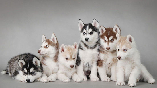husky, lindo, cachorros, cachorro, Fondo de pantalla HD HD wallpaper