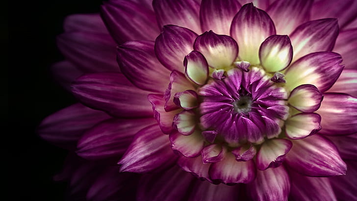 วอลล์เปเปอร์เดสก์ท็อปดอกไม้มาโคร Dahlia สีม่วงสำหรับแล็ปท็อปและแท็บเล็ต 1920 × 1080, วอลล์เปเปอร์ HD