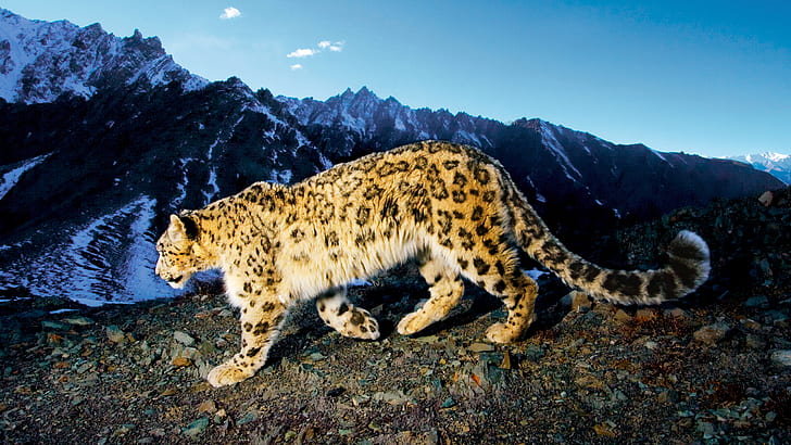 Prowling Snow Leopard, neige, léopard, rôdant, Fond d'écran HD