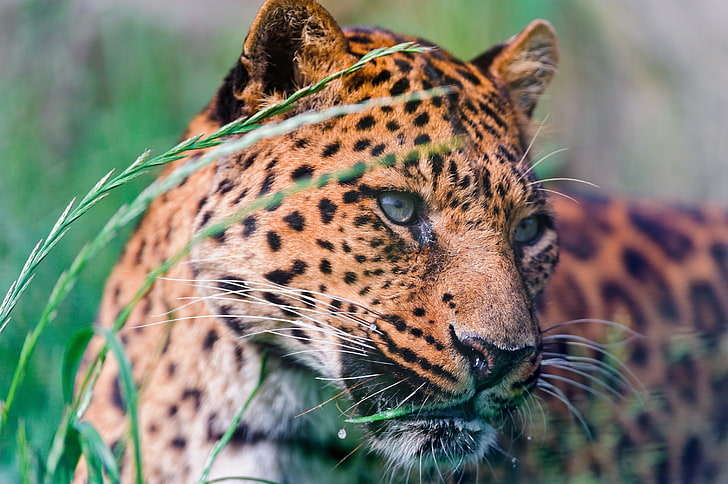 brown and black cheetah, leopard, spotted, grass, lie down, big cat, HD wallpaper