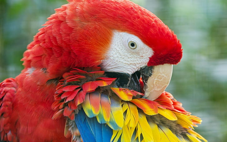 Piękna czerwona papuga, papuga, czerwona papuga, pióra, Tapety HD