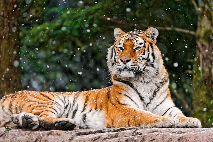 brauner und weißer Tiger, Winter, Wald, Gesicht, Schnee, Tiger, Hintergrund, Stein, Lügen, Blicke, Fälle, eine große gestreifte Katze, Panthera Tigris, HD-Hintergrundbild