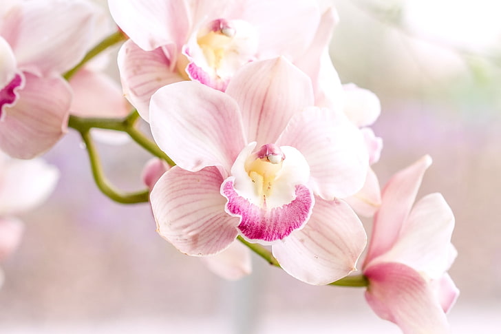 розово-белый цветок орхидеи, розовый, нежность, орхидея, HD обои