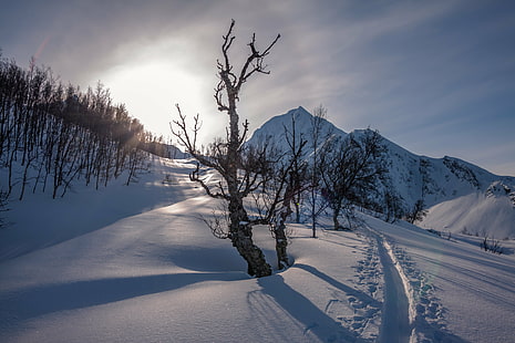 昼間は雪の中で茶色の裸木、ブーフー、木、雪、昼間、ノルウェー、リンゲン、スキー登山、ノルウェー、ベルゲ、山、トロムス、太陽、トレイル、冬、自然、山、風景、寒さ-温度、屋外、空、風景、森、青、氷、白、霜、季節、 HDデスクトップの壁紙 HD wallpaper