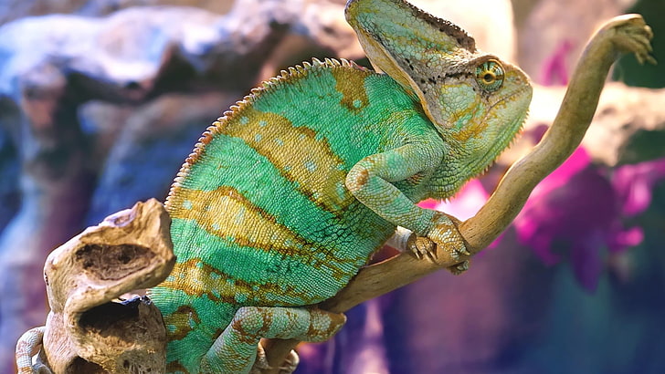 zwierzęta, kameleony, kolorowe, Tapety HD