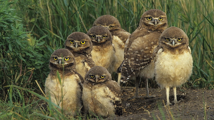 flock of brown owl painting, birds, owls, set, grass, HD wallpaper