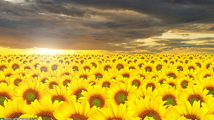 Sunflower 1, nature and landscapes, HD wallpaper