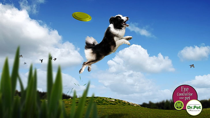 langhaariger weißer und schwarzer Hund, Kunstwerk, Hund, Werbung, HD-Hintergrundbild