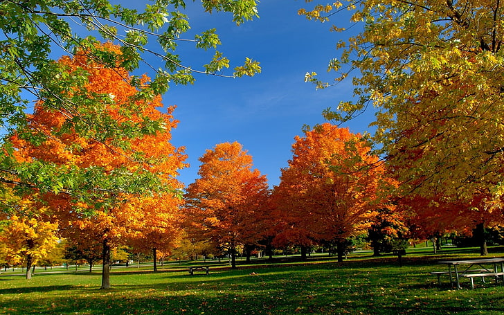 أشجار البرتقال المورقة ، الأشجار ، الحديقة ، الخريف ، العشب ، الأوراق، خلفية HD