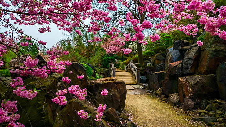 розовые цветы сакуры, цветы, камни, дерево, сакура, мост, японский сад, HD обои