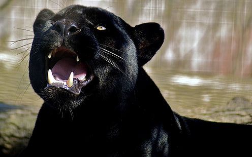 Schwarzer Panther, Panther, Gesicht, Zähne, Zorn, Aggression, HD-Hintergrundbild HD wallpaper