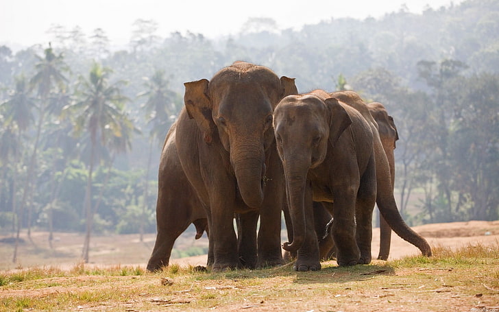 three gray elephants, nature, elephant, animals, HD wallpaper