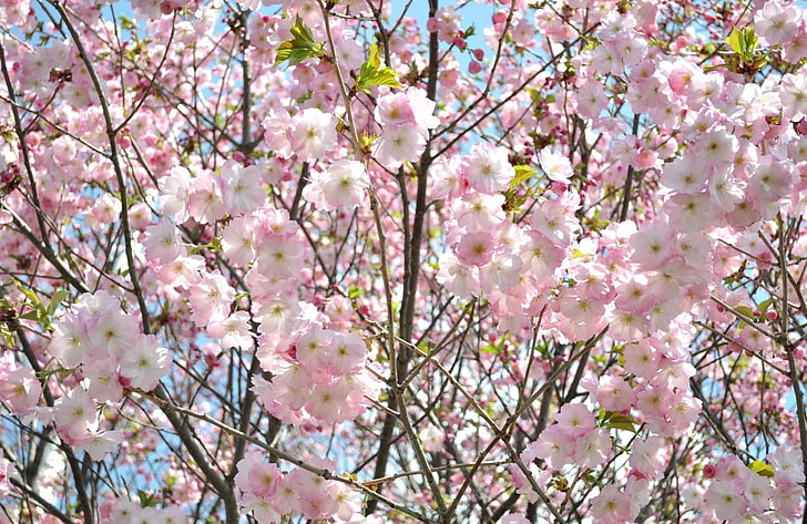 Cherry, Blossom, Branch, Sky, Verdure, Spring, HD wallpaper