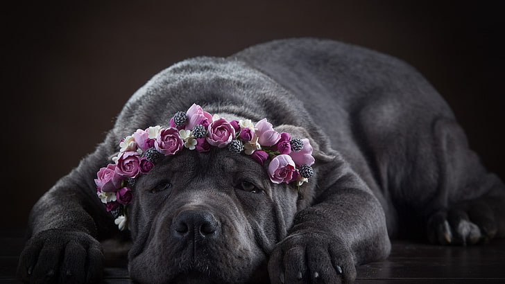 hewan, anjing, latar belakang sederhana, hewan peliharaan, bunga, mawar, Wallpaper HD