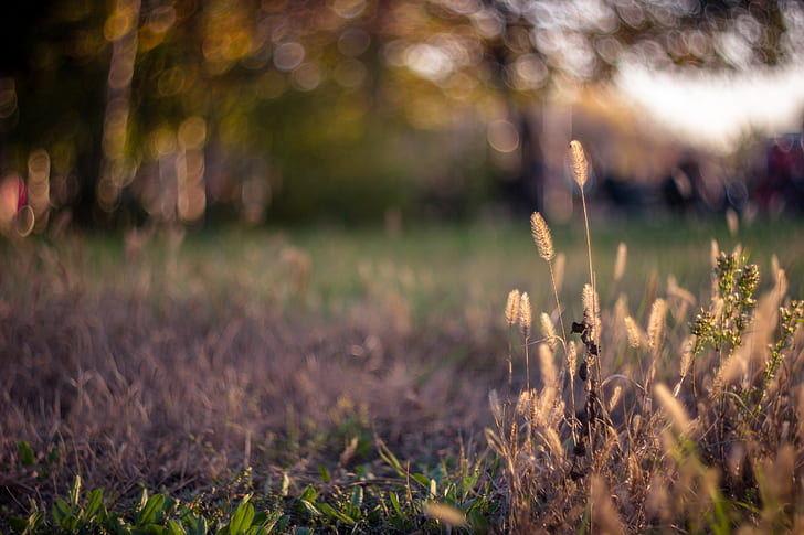 หญ้าแสงสะท้อน spikelets สนามหญ้าโบเก้, วอลล์เปเปอร์ HD