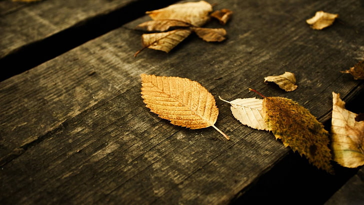 daun kering, jatuh, daun, permukaan kayu, Wallpaper HD