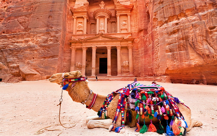 Camilla przed świątynią Stanowisko archeologiczne Petra na południowo-zachodniej pustyni Jordanii fototapeta Hd na telefon komórkowy 3840 × 2400, Tapety HD