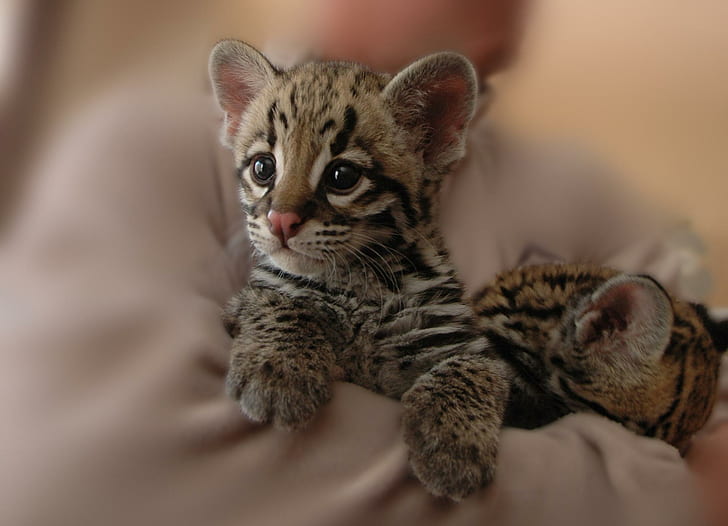 Tiger Cub, zwei Geparden, Tiger, wild, niedlich, Tiere, HD-Hintergrundbild