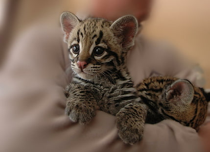 Tiger Cub, zwei Geparden, Tiger, wild, niedlich, Tiere, HD-Hintergrundbild HD wallpaper