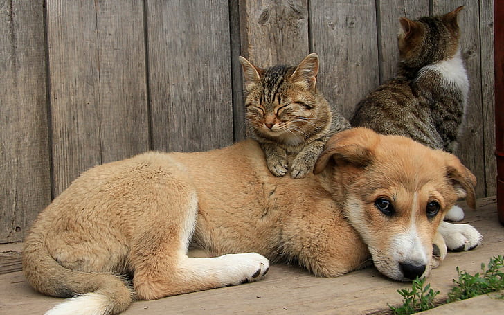 Dog and cats friends, dogs, cats, friend, HD wallpaper