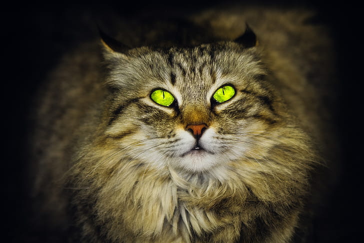 зеленые глаза, глядя вверх, сибирская кошка, HD обои