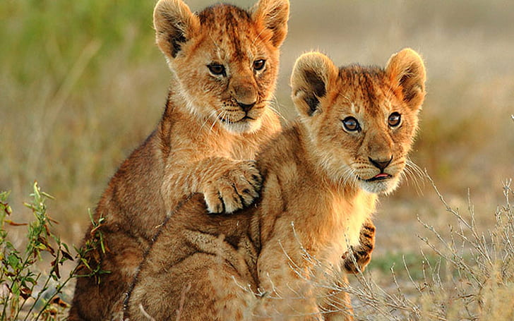 Zwei Kleine Löwenbabys Hd Hintergrundbild Für Laptop, HD-Hintergrundbild