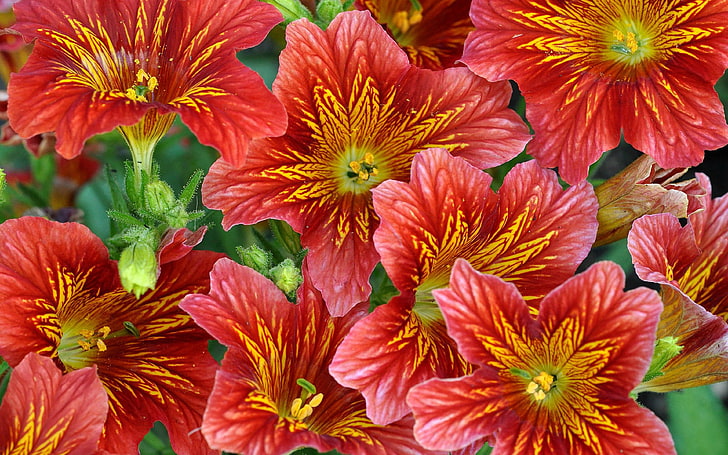 วอลเปเปอร์ HD ดอกไม้สีแดงพร้อมโทนสีอบอุ่นเพื่ออารมณ์ที่ดี, วอลล์เปเปอร์ HD