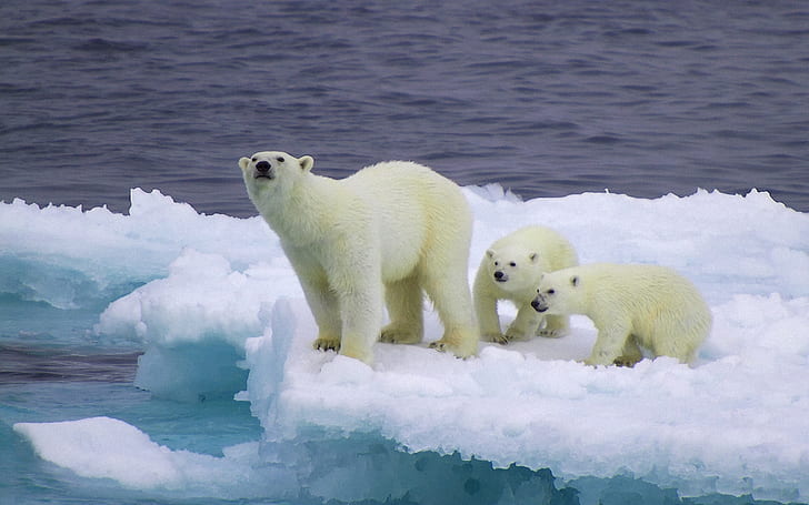 Медведь и детёныши на льдине, Медведь, Детёныши, Лёд, HD обои