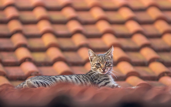 أسطح المنازل ، القط ، الحيوانات، خلفية HD