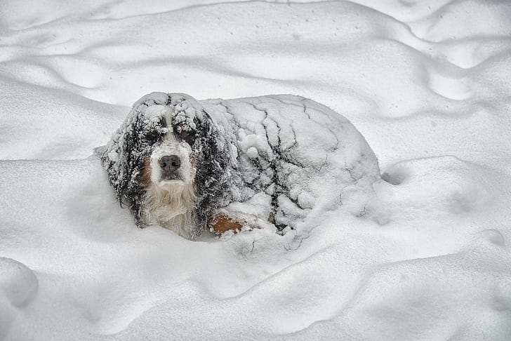 pies, zima, zwierzęta, humor, śnieg, zwierzak, Tapety HD