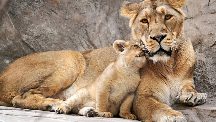lioness and cub, HD wallpaper