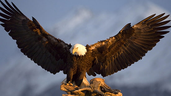 animals, nature, wildlife, birds, eagle, bald eagle, dom Glider, HD wallpaper HD wallpaper