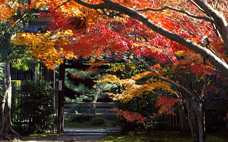 оранжевые лиственные деревья, кленовые деревья возле ворот, Япония, Киото, деревья, листья, сад, осень, Сан-Франциско, HD обои