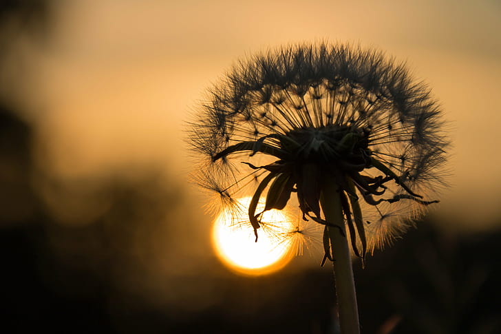 closeup photo of Dandelion flower, Last light, day, closeup, photo, Dandelion, flower, silhouette, exif, model, canon eos, 760d, aperture, ƒ / 9, geo, country, camera, iso_speed, state, geo:location, lens, ef, s18, f/3.5, city, focal_length, mm, canon, nature, plant, summer, yellow, sunset, close-up, outdoors, sunlight, sun, backgrounds, beauty In Nature, HD wallpaper