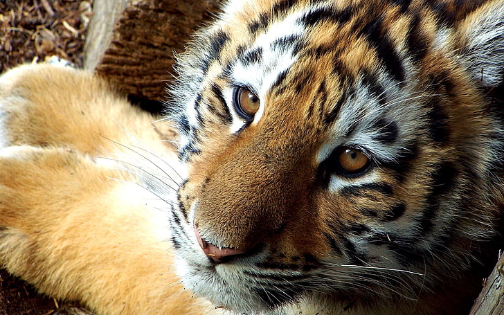 เสือสีน้ำตาลและสีดำเสือตัวเล็กดีที่รัก, วอลล์เปเปอร์ HD