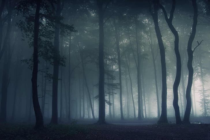 nature, forest, mist, trees, dark, spooky, deep forest, HD wallpaper