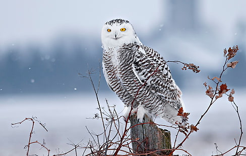 зима, снег, ветки, птица, пень, снежная сова, HD обои HD wallpaper