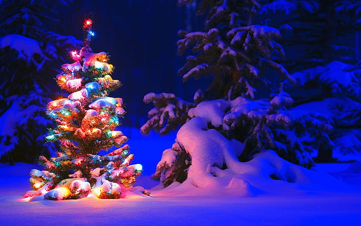 Śnieg i światła na drzewie w lesie, Boże Narodzenie, Śnieg, Światła, Drzewo, Las, Boże Narodzenie, Tapety HD