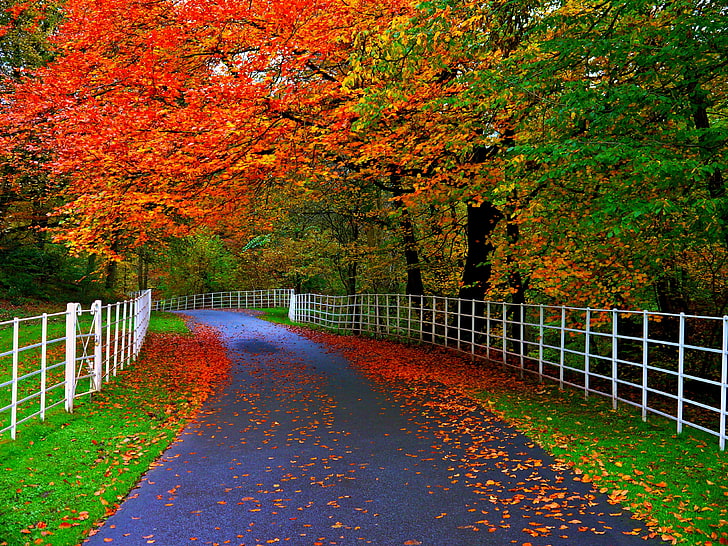 green and red leaf trees, road, autumn, forest, leaves, trees, nature, Park, colors, colorful, walk, path, fall, HD wallpaper