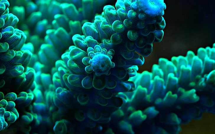 green sea weed, sea, sea anemones, underwater, macro, turquoise, blue, green, HD wallpaper