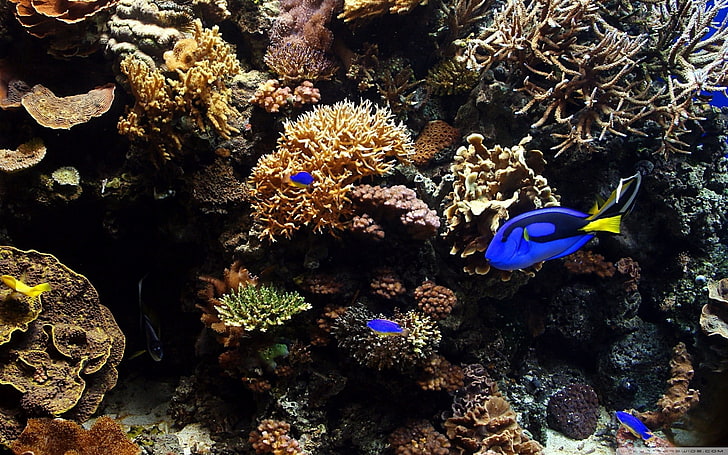 тропически риби, риби, животни, корали, подводни, HD тапет