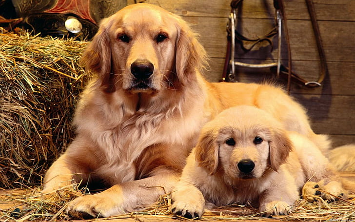 Cute Dogs, puppy, cute, loyal, animal, animals, HD wallpaper