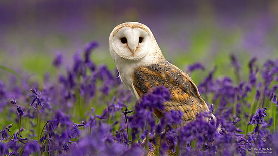 Barn Owl in Bluebells, Birds, HD wallpaper HD wallpaper