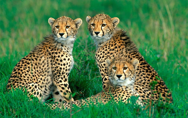 Cheetah, keluarga, rumput, bokeh, Cheetah, Keluarga, Rumput, Bokeh, Wallpaper HD