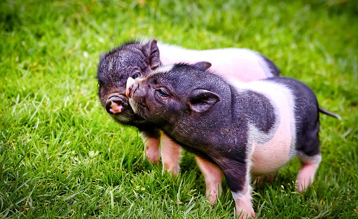 grass, a couple, pigs, two pigs, HD wallpaper